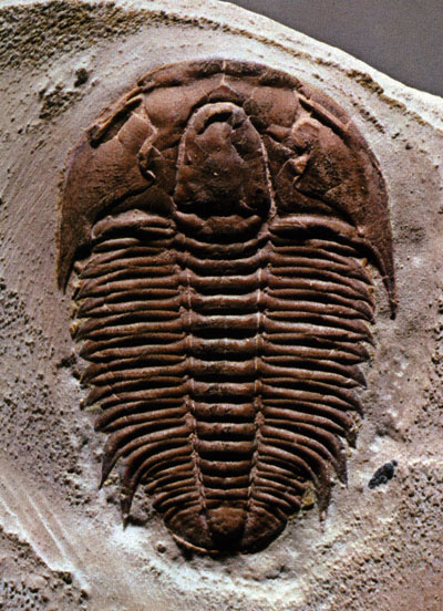 Trilobite - Fóssil de Idade