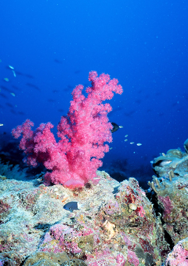 Coral - Fóssil de Fácies