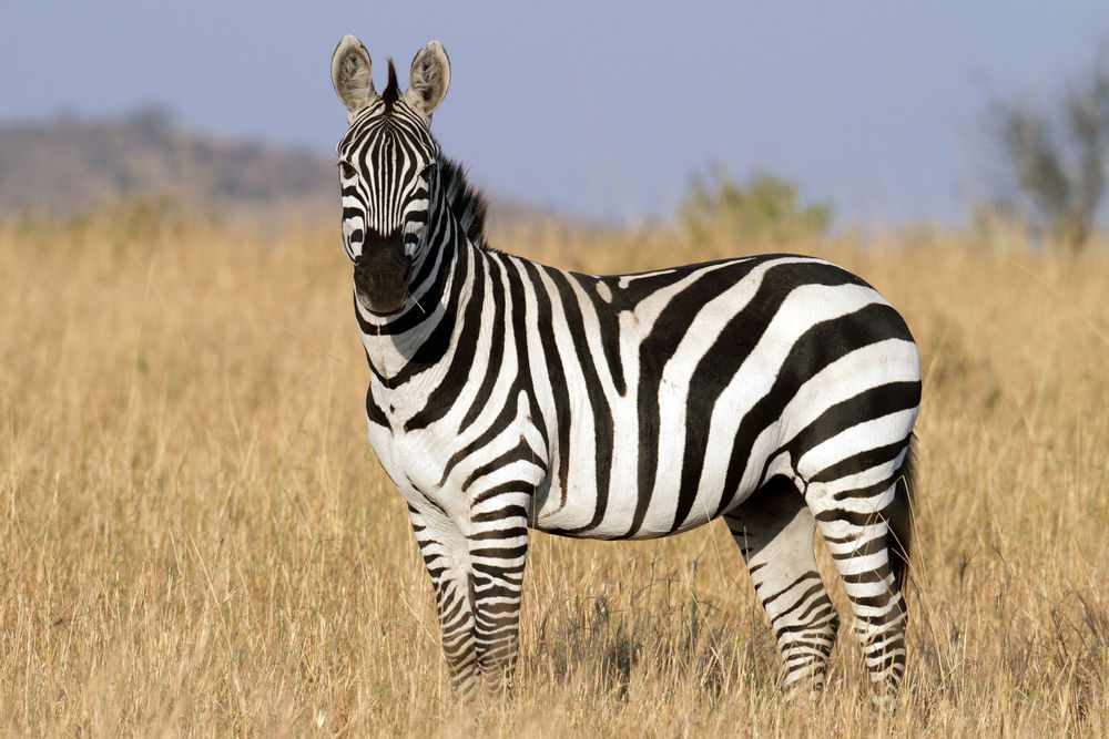 Zebra na savana africana