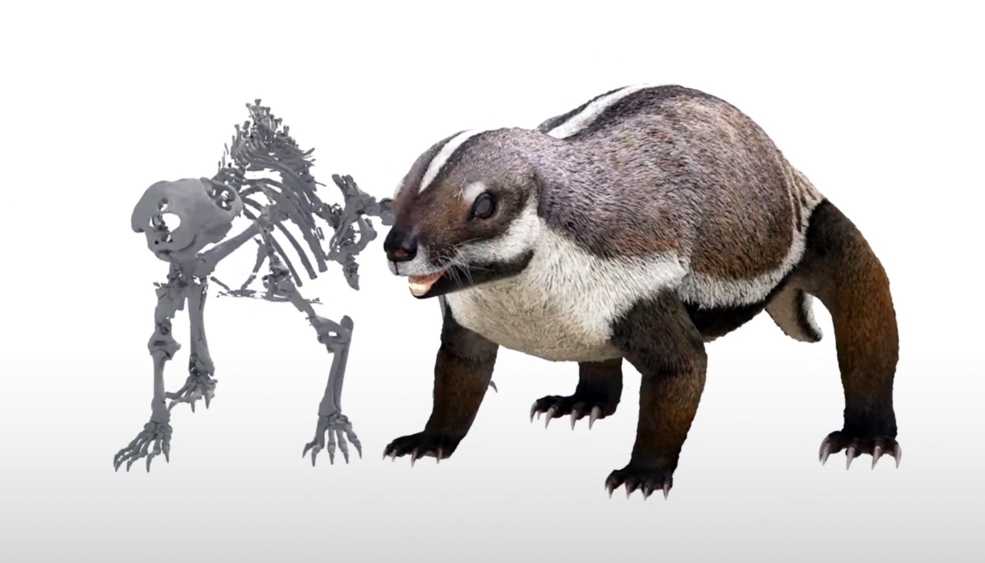 Adalatherium hui - Representação do esqueleto e reconstituição